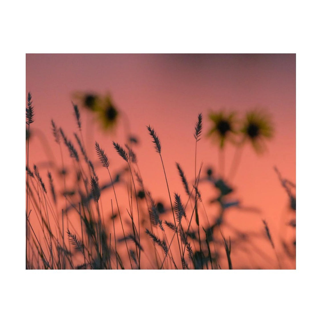Design Diamond Painting 20"×16"(Horizontal) Wildflowers Along the River Bank