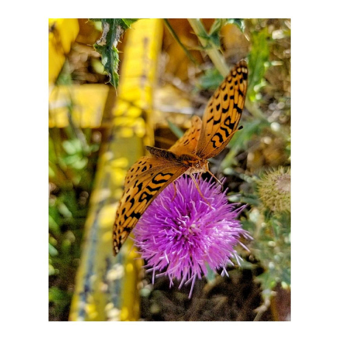 Design Diamond Painting 16"×20"(Vertical) Butterfly