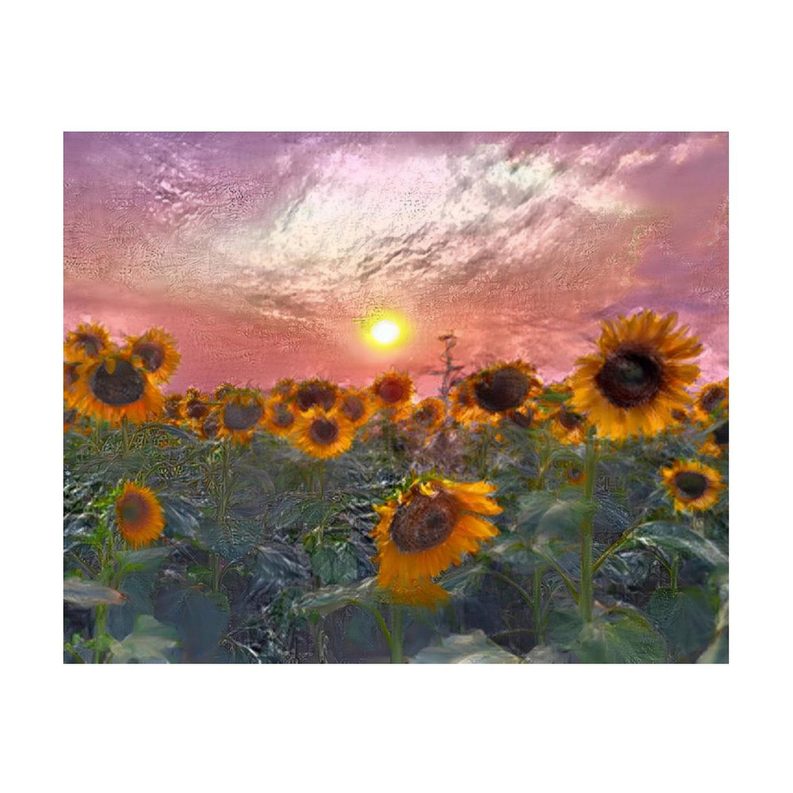 Design Diamond Painting 20"×16"(Horizontal) Sunflowers in Pink Sunset II