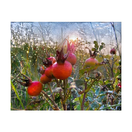 Design Diamond Painting 20"×16"(Horizontal) Rose Hips