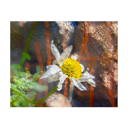 Design Diamond Painting 20"×16"(Horizontal) Daisy in Spearfish Canyon