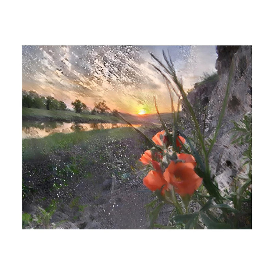 Design Diamond Painting 20"×16"(Horizontal) Globe Mallow on the South Grand River