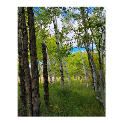 Design Diamond Painting 16"×20"(Vertical) Aspens in Wyoming