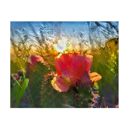 Design Diamond Painting 20"×16"(Horizontal) Blooming Cacti Hugh Glass Park