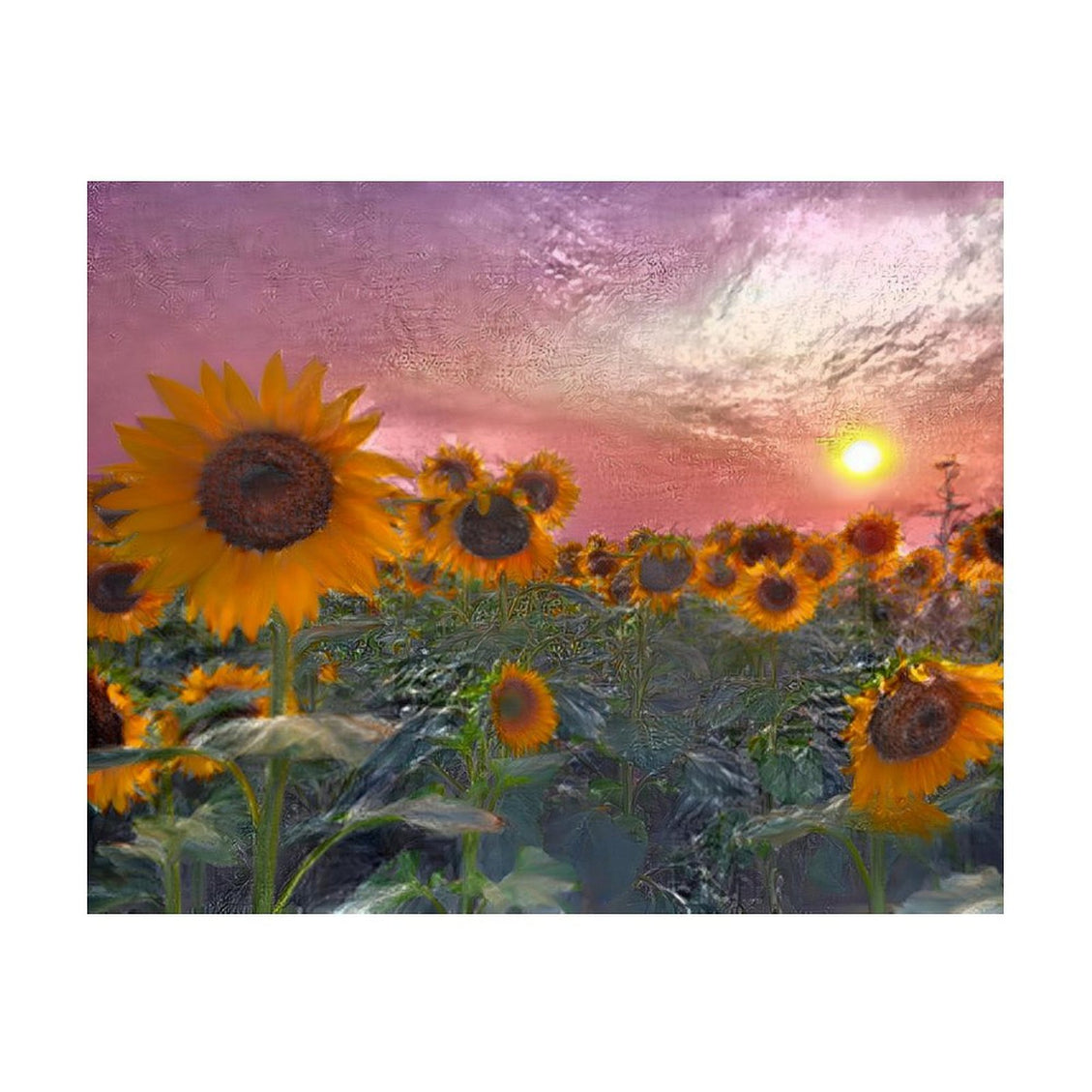 Design Diamond Painting 20"×16"(Horizontal) Sunflower Pink Sunset