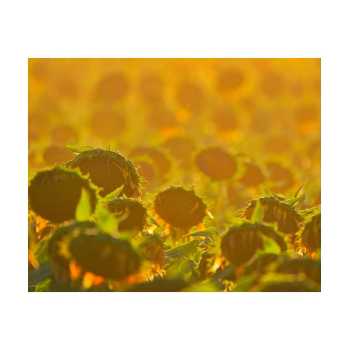 Design Diamond Painting 20"×16"(Horizontal) Golden Sunset Sunflowers
