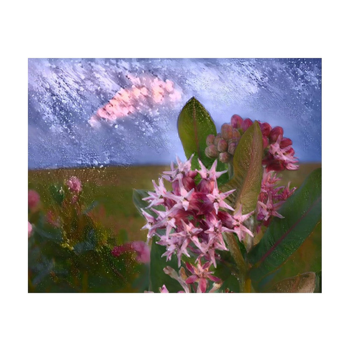 Design Diamond Painting 20"×16"(Horizontal) Milkweed