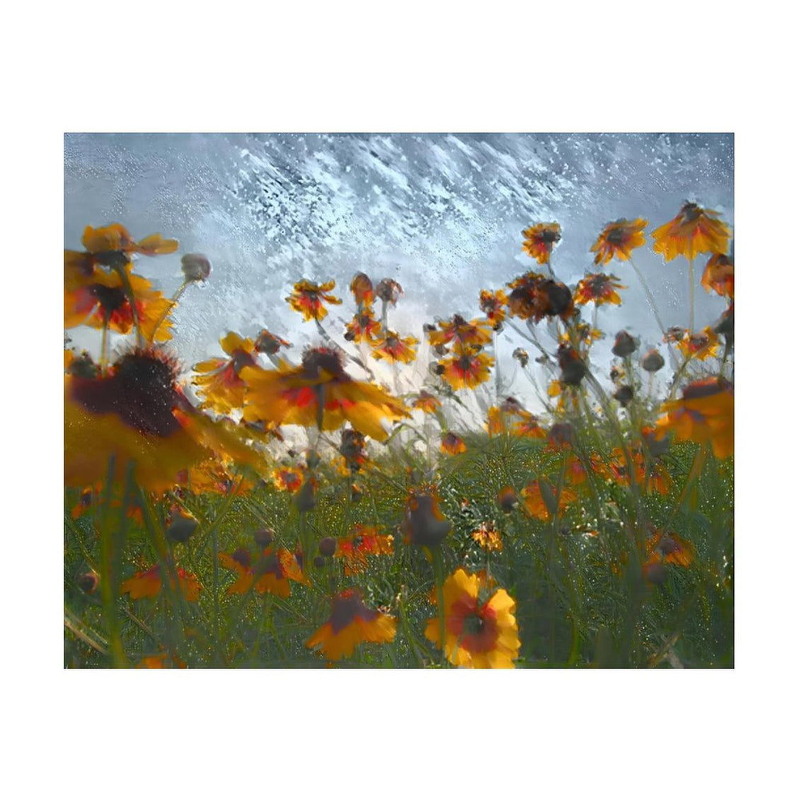 Design Diamond Painting 20"×16"(Horizontal) Coreopsis