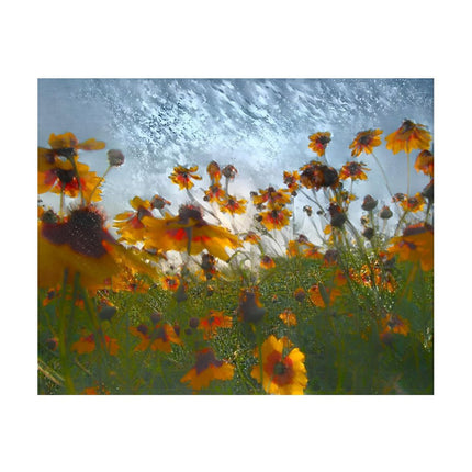 Design Diamond Painting 20"×16"(Horizontal) Coreopsis on the Grand River