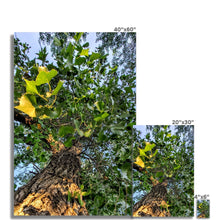 Load image into Gallery viewer, Cottonwoods Hahnemühle Photo Rag Print
