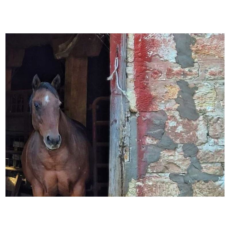 Horse in Red Barn by JVH Pillow