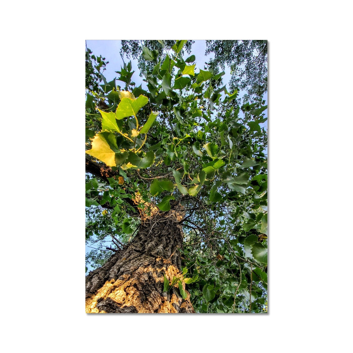 Cottonwoods C-Type Print