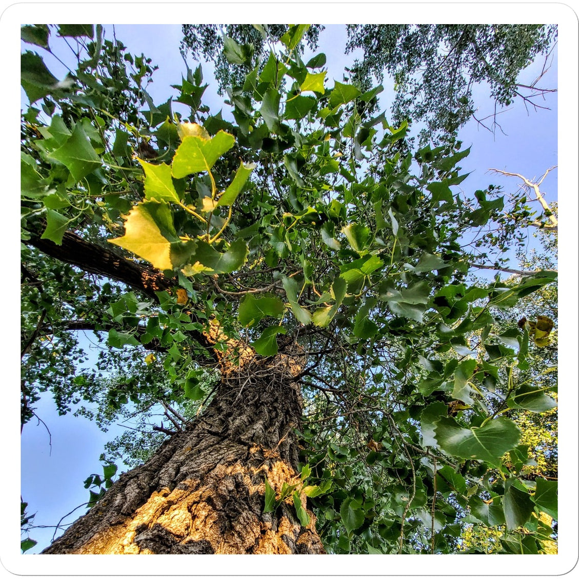 Cottonwoods Sticker
