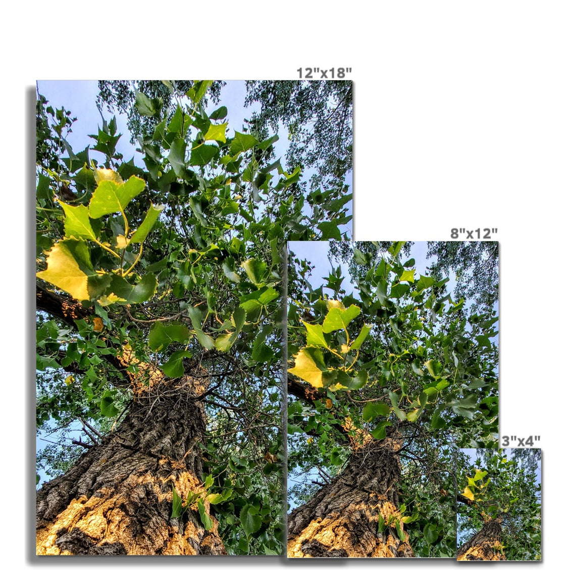 Cottonwoods C-Type Print