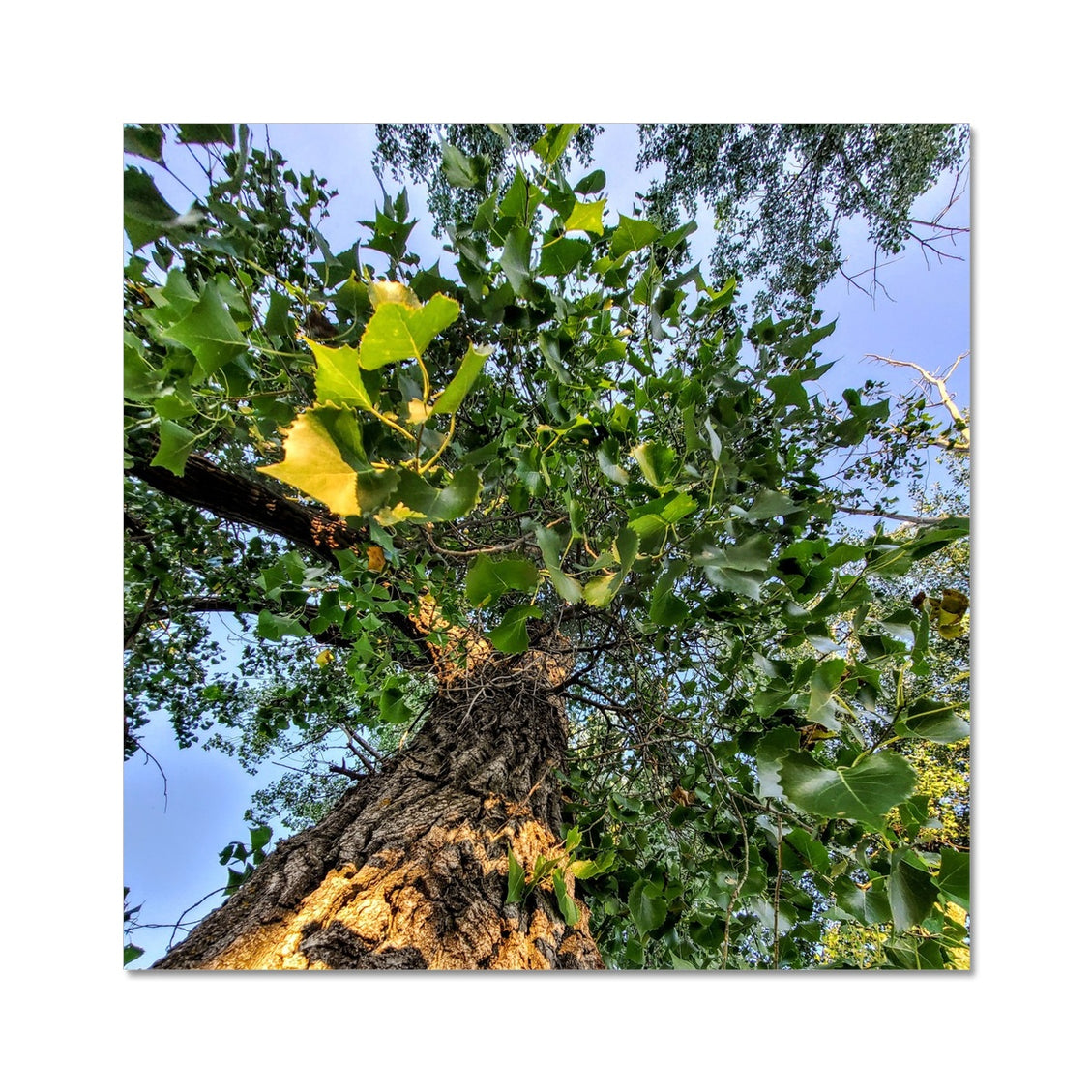Cottonwoods C-Type Print
