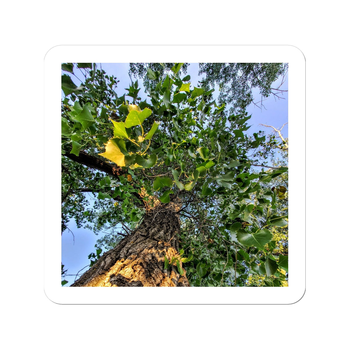 Cottonwoods Sticker