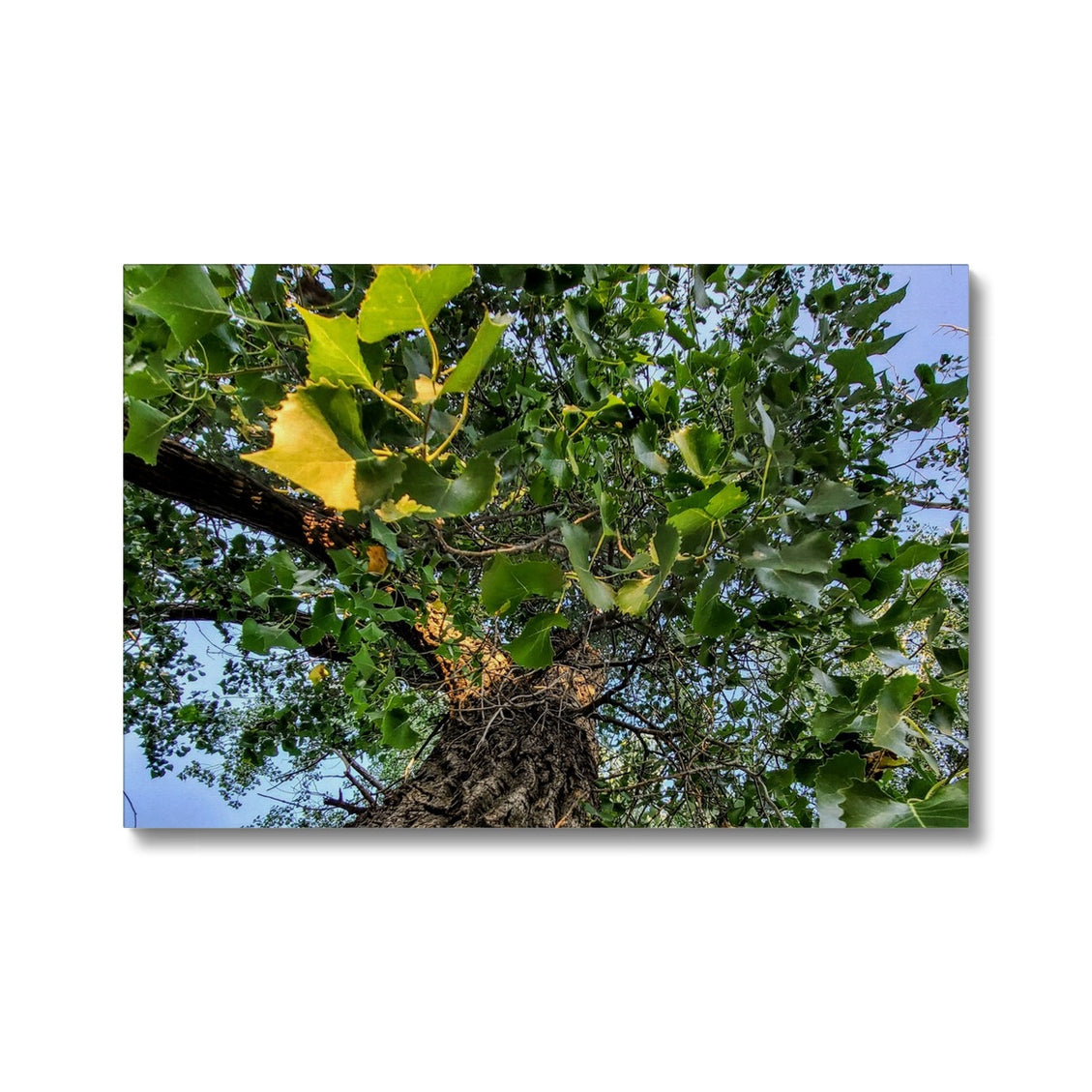 Cottonwoods Canvas