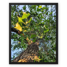 Load image into Gallery viewer, Cottonwoods Framed Canvas
