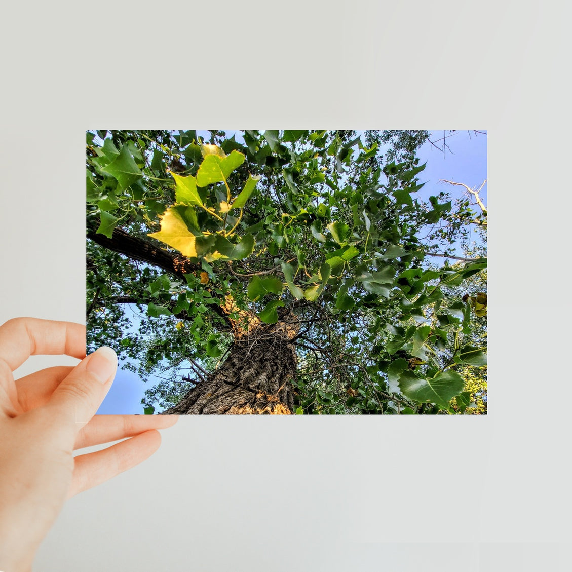 Cottonwoods Classic Postcard