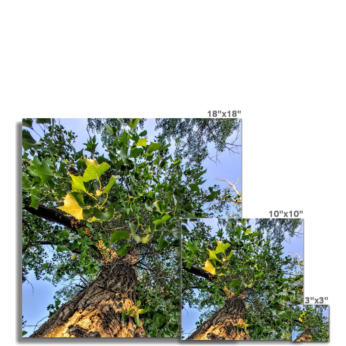 Cottonwoods C-Type Print