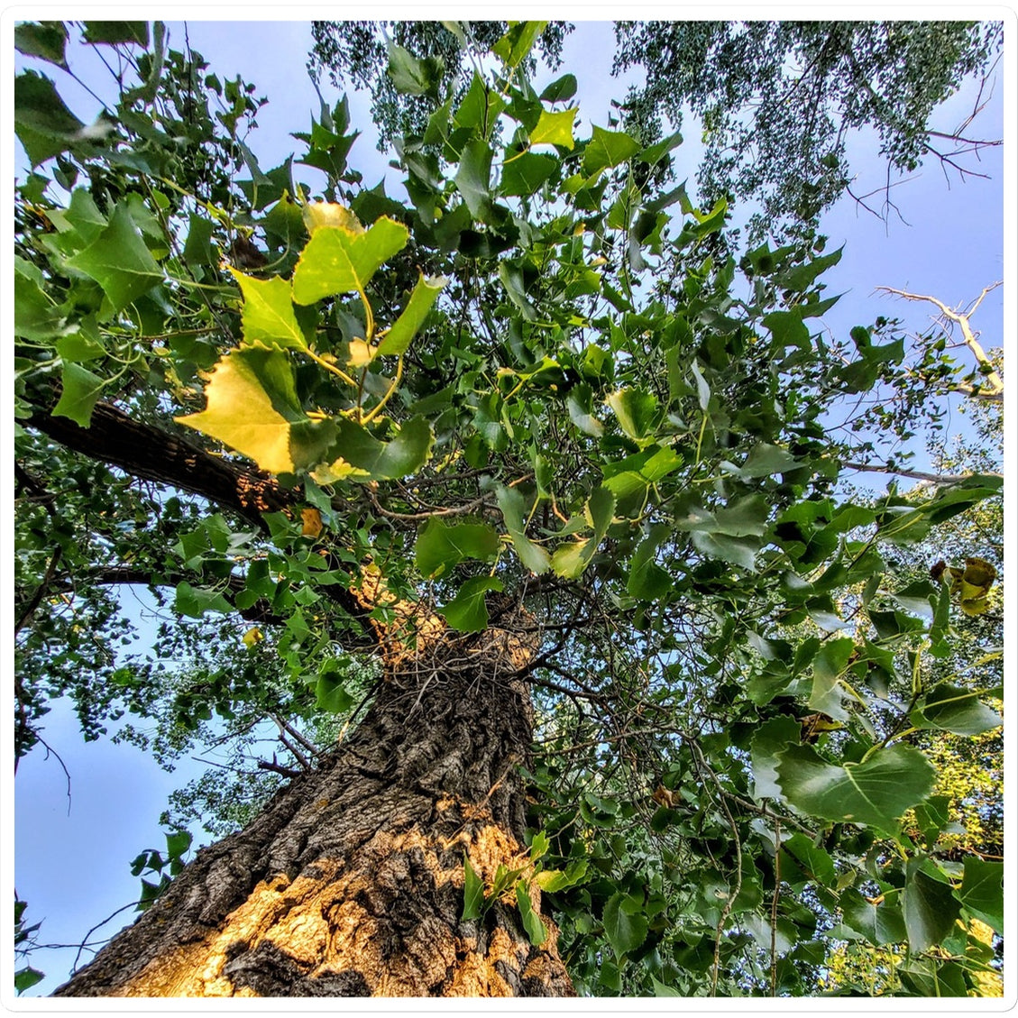 Cottonwoods Sticker