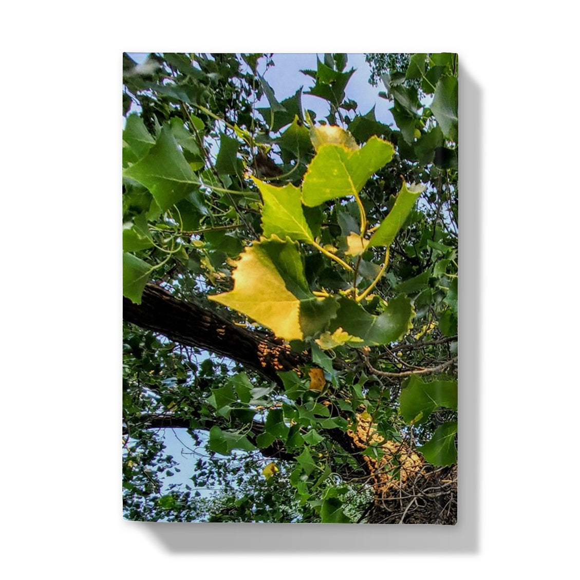 Cottonwoods Hardback Journal