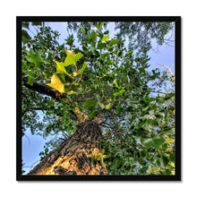 Load image into Gallery viewer, Cottonwoods Framed Print
