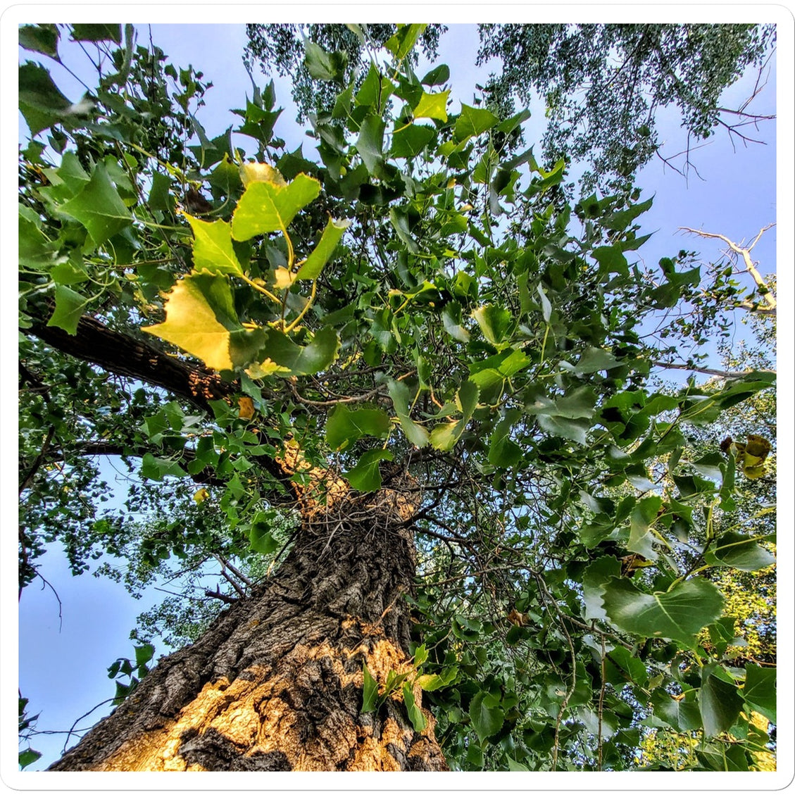 Cottonwoods Sticker