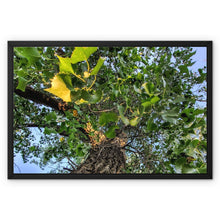 Load image into Gallery viewer, Cottonwoods Framed Canvas
