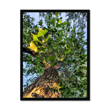 Load image into Gallery viewer, Cottonwoods Framed Print
