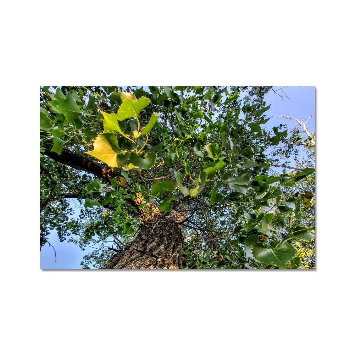Cottonwoods C-Type Print