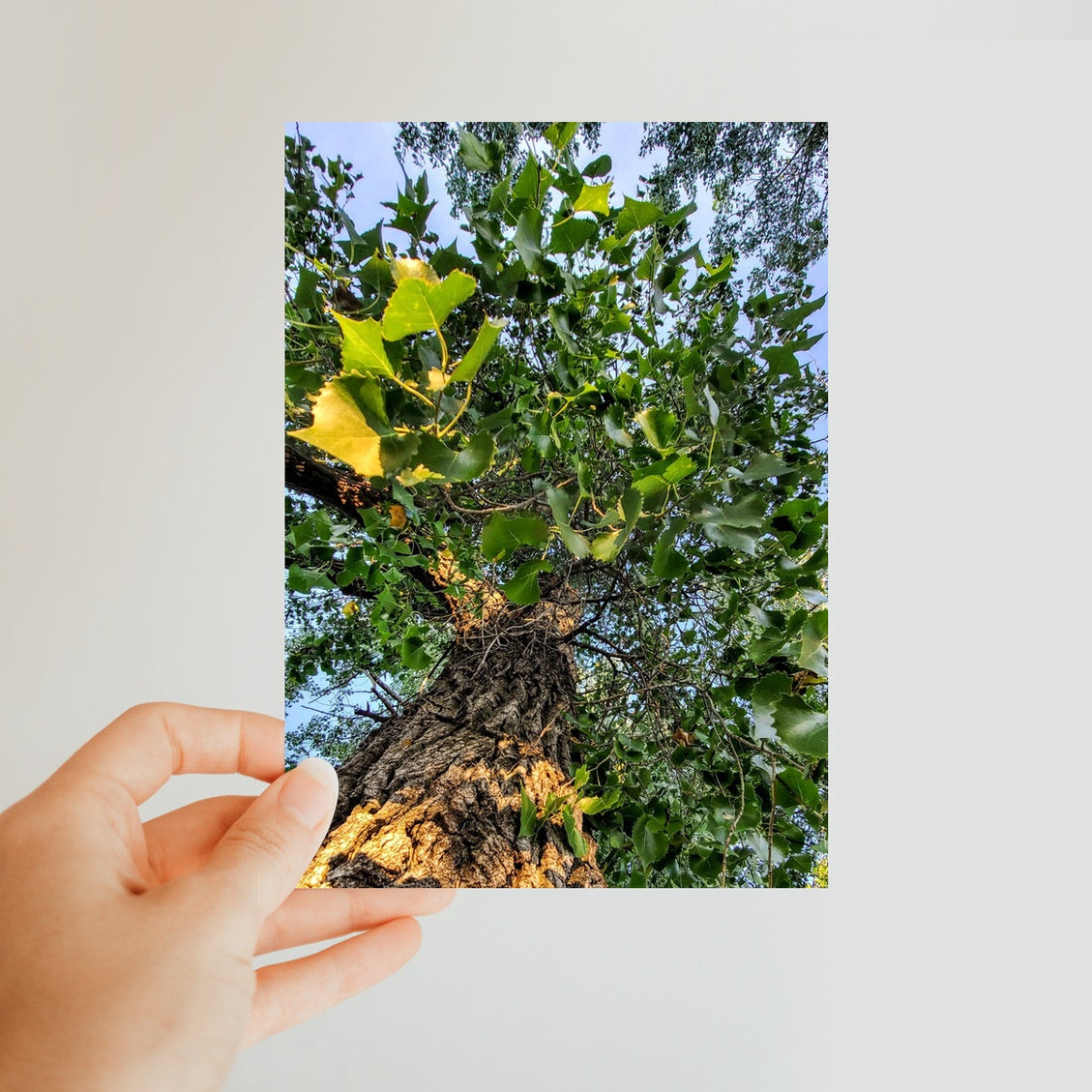 Cottonwoods Classic Postcard