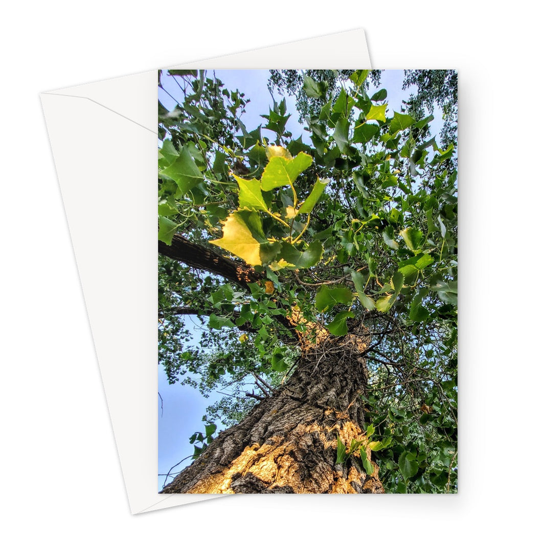 Cottonwoods Greeting Card