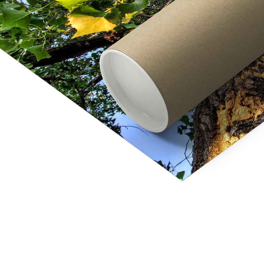 Cottonwoods C-Type Print